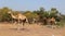 Camel Thar desert, Rajasthan, India. Camels, Camelus dromedarius