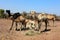 Camel Thar desert, Rajasthan, India. Camels, Camelus dromedarius