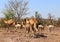 Camel Thar desert, Rajasthan, India. Camels, Camelus dromedarius