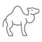 Camel thin line icon, arab and animal, mammal sign, vector graphics, a linear pattern on a white background.