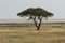 Camel thorn acacia tree and the Etosha Pan