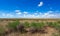 Camel thorn bushes  in the steppe