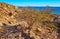 Camel thorn on shore of Aqaba gulf, Sinai, Egypt