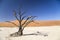 Camel thorn tree - Deadvlei