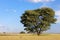 Camel-thorn tree in grassland - South Africa