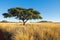 Camel-thorn tree in grassland - South Africa