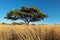 Camel-thorn tree in grassland - South Africa