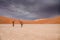 Camel thorn trees in Sossusvlei in Namibia