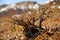 Camel thorns grown in Altai and mongolian steppe