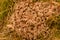 Camel thorns plants in nature close up on blurred background. Prickly plant