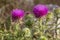 Camel thorns ; Silybum marianum Milk thistle wild plant