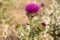 Camel thorns ; Silybum marianum Milk thistle wild plant