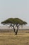 Camel throne acacia in Etosha National Park, Namibia