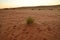 Camel traces on sand desert