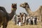 Camel Traders