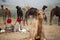 The camel traders with the camels