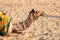Camel with traditioal dress, waiting for tourists for camel ride at Thar desert, Rajasthan, India. Camels, Camelus dromedarius