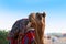 Camel with traditioal dress, waiting for tourists for camel ride at Thar desert, Rajasthan, India. Camels, Camelus dromedarius
