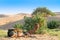 Camel with traditioal dress, is waiting for tourists for camel ride at Thar desert, Rajasthan, India. Camels, Camelus dromedarius