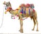 Camel with traditional decoration