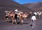 Camel trail ride, Lanzarote.