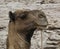 Camel for Transportation of salt slabs, Karum lake, Danakil, Afar Ethiopia