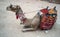 Camel for transporting tourists. Traditional Bedouin transport. Camel with colorful saddle resting