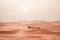 Camel trek during sunrise with tourists in the sahara desert, Merzouga Morocco