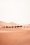 Camel trek during sunrise with tourists in the sahara desert, Merzouga Morocco