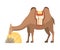 Camel, Two Humped Desert Animal with Bridle and Saddle Eating Hay Vector Illustration