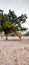 Camel under neem tree in a Desert