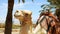 Camel under palm closeup outdoors