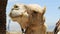 Camel under palm closeup outdoors