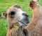 Camel is an ungulate