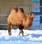 Camel  is an ungulate within the genus Camelus,