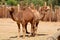 Camel is an ungulate within the genus Camelus,