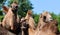 Camel is an ungulate within the genus Camelus,