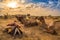 Camel used for desert safari at the Thar desert Jaisalmer, Rajasthan, India at sunset