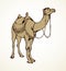 Camel. Vector sketch