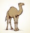 Camel. Vector sketch