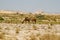 Camel in Wahiba sands between bushes