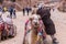 The camel waits for tourists on the square in Petra. Wadi Musa city in Jordan