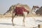 Camel for a walk with ornate saddle closeup , Giza, Egypt