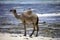 Camel walking along the shore of the ocean