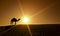 Camel walking in Dubai Desert