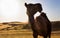 Camel walking  in Liwa Oasis in Abu Dhabi, United Arab Emirates