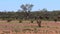 Camel walking in the outback of Australia