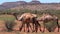 Camel walking in the outback of Australia