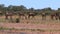 Camel walking in the outback of Australia