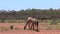 Camel walking in the outback of Australia